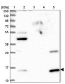 Anti-GCSH antibody produced in rabbit Prestige Antibodies® Powered by Atlas Antibodies, affinity isolated antibody, buffered aqueous glycerol solution