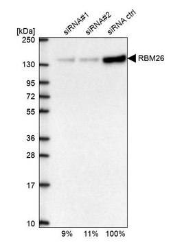 Anti-RBM26 antibody produced in rabbit Prestige Antibodies&#174; Powered by Atlas Antibodies, affinity isolated antibody, buffered aqueous glycerol solution