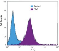 Shiga Toxin 1, B subunit recombinant, expressed in E. coli, ≥95% (SDS-PAGE)