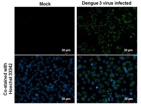 Monoclonal Anti-Dengue virus Envelope protein antibody produced in mouse clone GT214, affinity isolated antibody