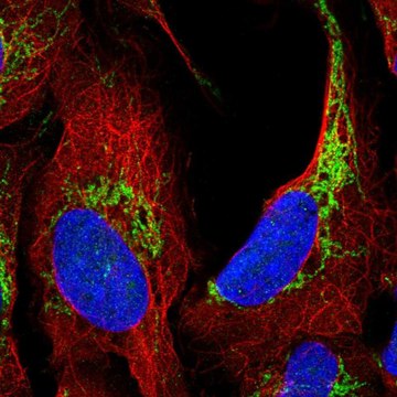 Anti-ATAD3A antibody produced in rabbit Prestige Antibodies&#174; Powered by Atlas Antibodies, affinity isolated antibody