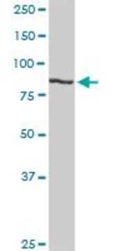 Anti-H6PD antibody produced in rabbit purified immunoglobulin, buffered aqueous solution