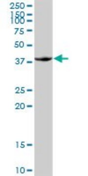 Anti-FOSB antibody produced in rabbit purified immunoglobulin, buffered aqueous solution