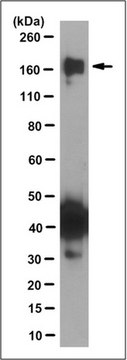 Anti-TRPM2 Antibody, clone 9D8.1 culture supernatant, clone 9D8.1, from mouse