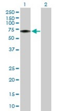 Anti-FLVCR1 antibody produced in rabbit purified immunoglobulin, buffered aqueous solution