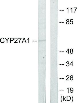 Anti-Cytochrome P450 27A1 antibody produced in rabbit affinity isolated antibody