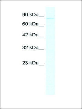 Anti-GRIK2 (AB1) antibody produced in rabbit IgG fraction of antiserum