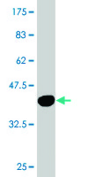 Monoclonal Anti-RBM6, (C-terminal) antibody produced in mouse clone 4B3, purified immunoglobulin, buffered aqueous solution