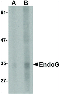 Monoclonal Anti-EndoG antibody produced in mouse clone 7F2D7, purified immunoglobulin, buffered aqueous solution