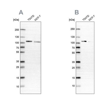 抗-OSBP 兔抗 Prestige Antibodies&#174; Powered by Atlas Antibodies, affinity isolated antibody, buffered aqueous glycerol solution