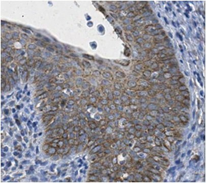 Anti-Dio3 Antibody from rabbit, purified by affinity chromatography