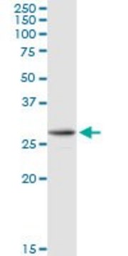 Anti-AK2 antibody produced in rabbit purified immunoglobulin, buffered aqueous solution