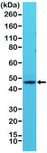 Anti-NeuN (Fox3, RBFOX3) antibody, Rabbit monoclonal recombinant, expressed in HEK 293 cells, clone RM312, purified immunoglobulin