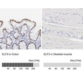 Anti-ELF3 antibody produced in rabbit Ab2, Prestige Antibodies® Powered by Atlas Antibodies, affinity isolated antibody, buffered aqueous glycerol solution