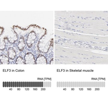 抗-ELF3 兔抗 Ab2, Prestige Antibodies&#174; Powered by Atlas Antibodies, affinity isolated antibody, buffered aqueous glycerol solution