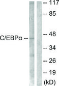 Anti-C/EBP-α antibody produced in rabbit affinity isolated antibody