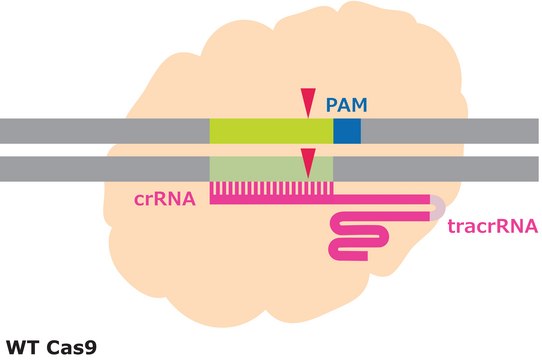 Cas9 Protein from&nbsp;Streptococcus pyogenes, recombinant, expressed in&nbsp;E. coli, 1X NLS