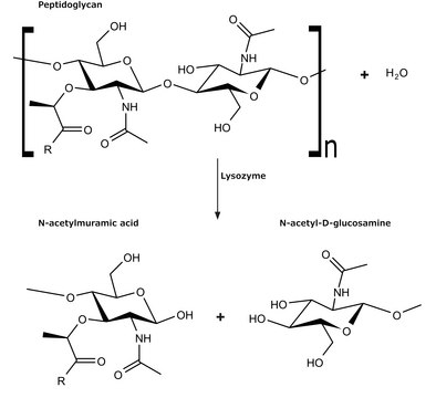 Micrococcus lysodeikticus ATCC No. 4698 suitable for substrate for the assay of lysozyme, lyophilized cells