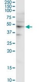 Monoclonal Anti-SH3GL1 antibody produced in mouse clone 2B5, purified immunoglobulin, buffered aqueous solution