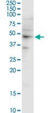 Monoclonal Anti-SH3GL1 antibody produced in mouse clone 2B5, purified immunoglobulin, buffered aqueous solution