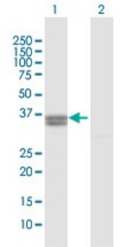 Anti-PPA2 antibody produced in rabbit purified immunoglobulin, buffered aqueous solution