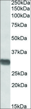 Anti-Prim1 (C-terminal) antibody produced in goat affinity isolated antibody, buffered aqueous solution