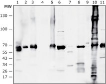 Anti-Akkermancia muciniphila antibody produced in rabbit IgG fraction of antiserum