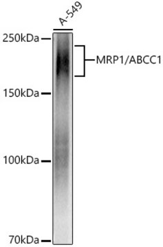 Anti-MRP1/ABCC1 Antibody, clone 0J6M2, Rabbit Monoclonal