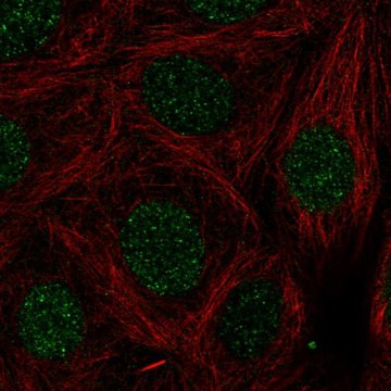 Anti-LMX1B antibody produced in rabbit Prestige Antibodies&#174; Powered by Atlas Antibodies, affinity isolated antibody