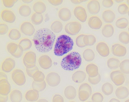 Leukocyte Alkaline Phosphatase Kit based on naphthol AS-MX phosphate and fast blue RR salt