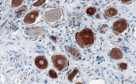 Anti-MRGPRD Antibody, clone 3H7 ZooMAb® Rabbit Monoclonal recombinant, expressed in HEK 293 cells