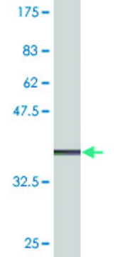 Monoclonal Anti-TMPRSS2, (C-terminal) antibody produced in mouse clone 2F4, purified immunoglobulin, buffered aqueous solution