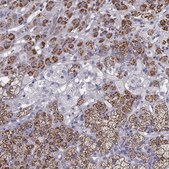 Anti-RIMS2 antibody produced in rabbit Prestige Antibodies® Powered by Atlas Antibodies, affinity isolated antibody