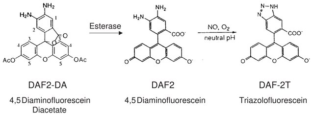 4,5-Diaminofluorescein diacetate solution 5&#160;mM in DMSO, &#8805;97% (HPLC)