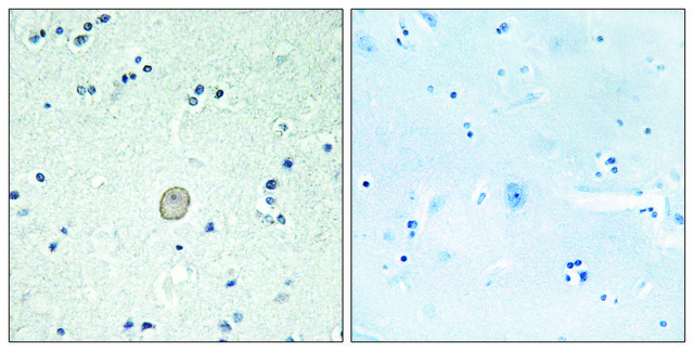 Anti-C3AR1 antibody produced in rabbit affinity isolated antibody