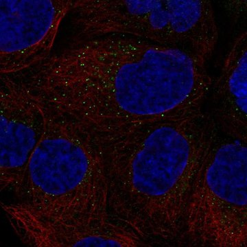 Anti-CSF2 antibody produced in rabbit Prestige Antibodies&#174; Powered by Atlas Antibodies, affinity isolated antibody