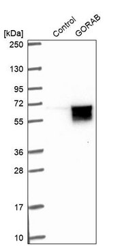 Anti-GORAB antibody produced in rabbit Prestige Antibodies&#174; Powered by Atlas Antibodies, affinity isolated antibody, buffered aqueous glycerol solution, ab2