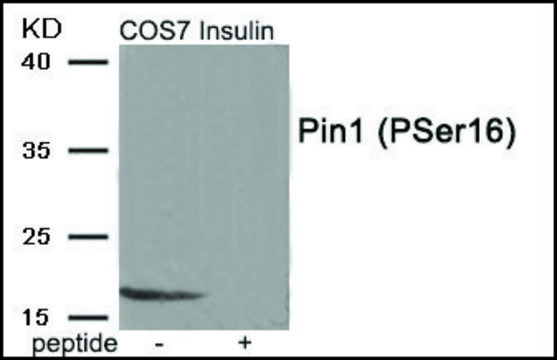 Anti-phospho-Pin1 (pSer16) antibody produced in rabbit affinity isolated antibody