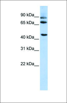 Anti-DPP10 antibody produced in rabbit affinity isolated antibody