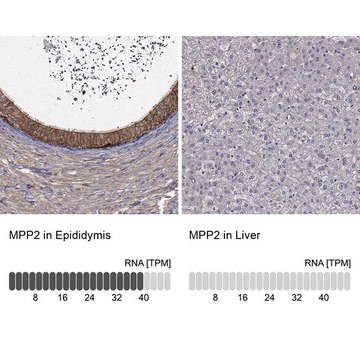 Anti-MPP2 antibody produced in rabbit Prestige Antibodies&#174; Powered by Atlas Antibodies, affinity isolated antibody, buffered aqueous glycerol solution