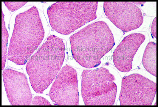 Anti-NRF1 (ab1) antibody produced in rabbit affinity isolated antibody