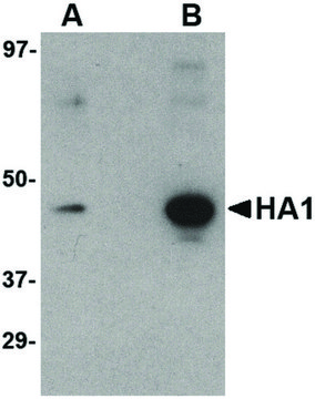 Monoclonal Anti-HEMAGGLUTININ antibody produced in mouse clone 1E6A7, affinity isolated antibody