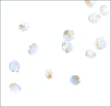 Anti-ORAI2 antibody produced in rabbit affinity isolated antibody, buffered aqueous solution