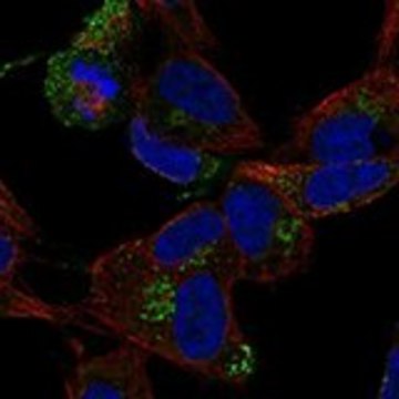 Anti-CCDC136 antibody produced in rabbit Prestige Antibodies&#174; Powered by Atlas Antibodies, affinity isolated antibody, buffered aqueous glycerol solution