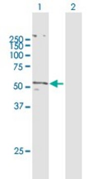 Anti-SLC2A5 antibody produced in mouse purified immunoglobulin, buffered aqueous solution