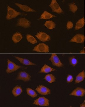 Anti- CSDE1 antibody produced in rabbit