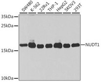 Anti-NUDT1 antibody produced in rabbit