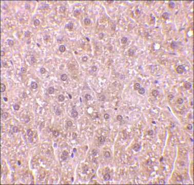 Anti-DEDAF antibody produced in rabbit affinity isolated antibody, buffered aqueous solution