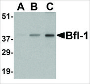 Anti-BFL-1 (ab2) antibody produced in rabbit affinity isolated antibody, buffered aqueous solution