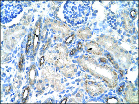 Anti-MUC1 (AB2) antibody produced in rabbit IgG fraction of antiserum